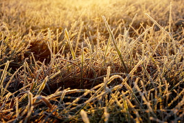 Frost on the grass. Ice crystals on meadow grass close up. Nature background.Grass with morning frost and yellow sunlight in the meadow, Frozen grass on meadow at sunrise light. Winter background