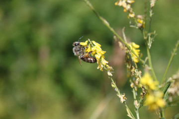 Bee on yellow flower close-up