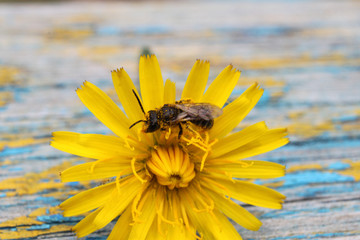 A bee collects nectar on a yellow dandelion flower close-up on a beautiful background.