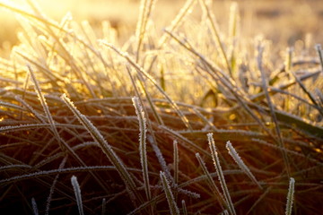 Frost on the grass. Ice crystals on meadow grass close up. Nature background.Grass with morning frost and yellow sunlight in the meadow, Frozen grass on meadow at sunrise light. Winter background