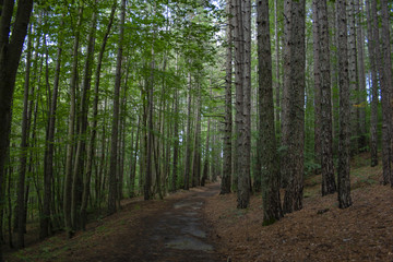 Foresta della Sila