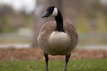 Fototapeta premium Goose
