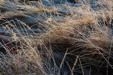Frost on the grass. Ice crystals on meadow grass close up. Nature background.Grass with morning frost and yellow sunlight in the meadow, Frozen grass on meadow at sunrise light. Winter background