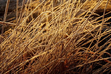 Frost on the grass. Ice crystals on meadow grass close up. Nature background.Grass with morning frost and yellow sunlight in the meadow, Frozen grass on meadow at sunrise light. Winter background
