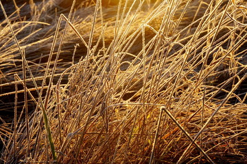 Frost on the grass. Ice crystals on meadow grass close up. Nature background.Grass with morning frost and yellow sunlight in the meadow, Frozen grass on meadow at sunrise light. Winter background