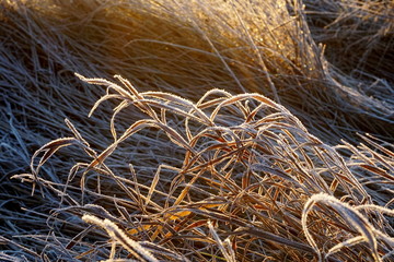 Frost on the grass. Ice crystals on meadow grass close up. Nature background.Grass with morning frost and yellow sunlight in the meadow, Frozen grass on meadow at sunrise light. Winter background