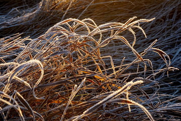 Frost on the grass. Ice crystals on meadow grass close up. Nature background.Grass with morning frost and yellow sunlight in the meadow, Frozen grass on meadow at sunrise light. Winter background