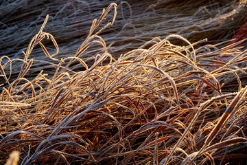 Frost on the grass. Ice crystals on meadow grass close up. Nature background.Grass with morning frost and yellow sunlight in the meadow, Frozen grass on meadow at sunrise light. Winter background
