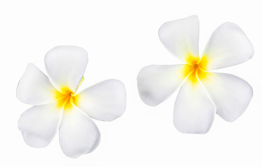 Beautiful petal of Plumeria or Frangipani Flower Isolated on White Background with clipping path.
