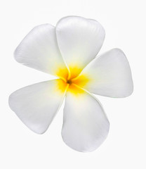 Plakat Beautiful petal of Plumeria or Frangipani Flower Isolated on White Background with clipping path.