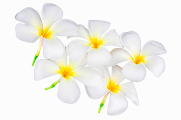 Obraz na płótnie Canvas Beautiful petal of Plumeria or Frangipani Flower Isolated on White Background with clipping path.