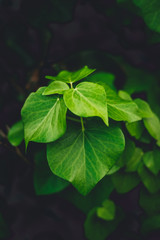green leaves background