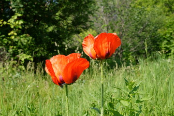 Two red poppy flowers