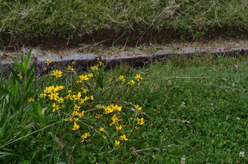 南米、花と木々