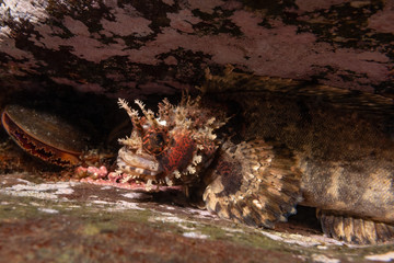japanese warbonnet  on the rock