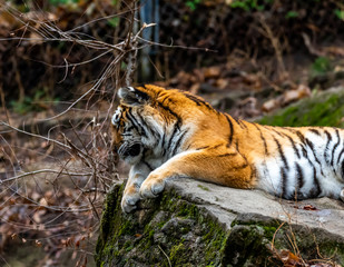 tiger in zoo overlooking 