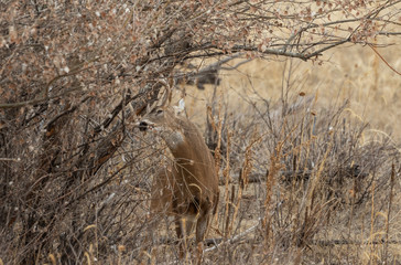 Whitetail Deer Buck in the Fall Rut in Colorado