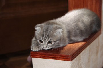 cute kitten sitting on the shelf