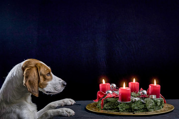 Beagle mit Adventskranz
