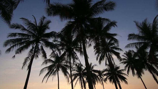 Beautiful Silhouette of coconut palm trees on blue and yellow sky background.