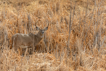 Whitetail Deer Buck in the Fall Rut in Colorado