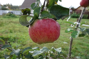 Large colorful apple close-up hanging on a branch in the garden.