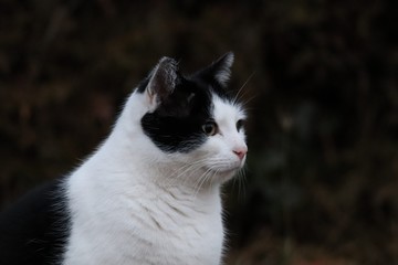 Kater schwarz-weiß seitlich aufmerksam