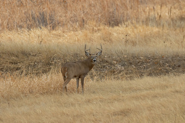 Naklejka na ściany i meble Whitetail Deer Buck in the Fall Rut in Colorado