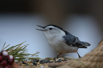White breasted nuthatch