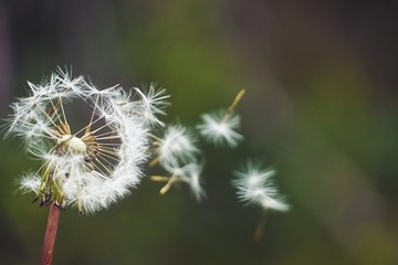 Pusteblume - Samen wehen davon