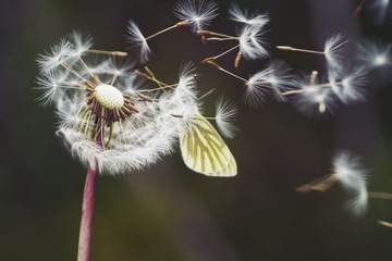 Pusteblume - Samen wehen davon - Schmetterling