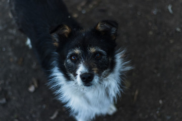 The dog carefully looks up at you