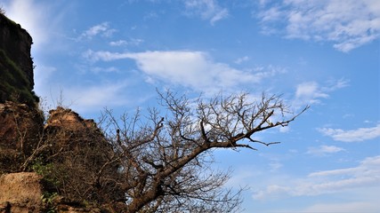 tree and blue sky