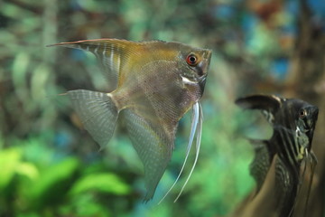 Pterophyllum scalare. Angelfish swim in the interior of the tank