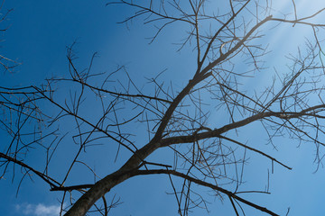 Silhouette of dead branches of trees Under the blue sky.
