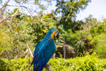 One yellow blue macaw (Ara ararauna) sitting on a branch. A beautiful parrot in the Bali Bird Park near Ubud, Bali, Indonesia.