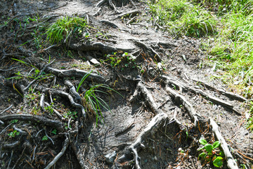Tree roots on dirt trail. Hiking in coniferous forest in summer. Tourism and travel