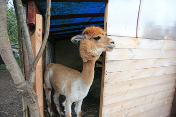 portrait of a beautiful peruvian alpaca