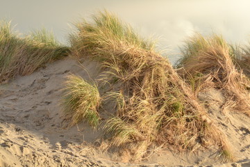 dunes with marram gras near the Nordsea beach