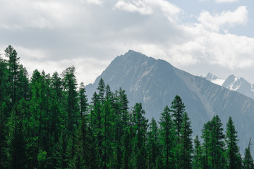 Pine forest on background of mountain peaks. Tourism in mountain valley