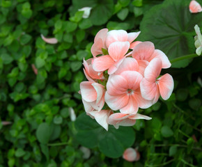 Close up of Rose Geranium (Pelargonium Graveolens) flower