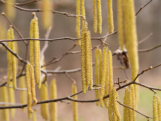 Alnus Serrulata, the hazel alder or smooth alder blooming