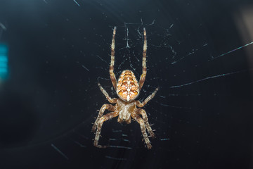 spider macro shot