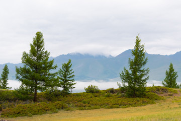 Fototapeta na wymiar Pine grove in mountain valley. Ridge of rocks on horizon under clouds, Hiking in steppes