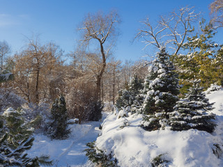 Winter in the park on a clear sunny day. Trees in the snow.