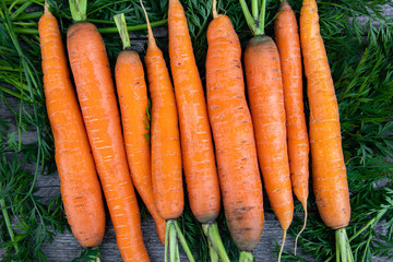 fresh carrots on wooden table after harvesting, cooking for vegetarians, healthy food. Growing vegetables in garden