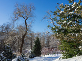Winter in the park on a clear sunny day. Trees in the snow.