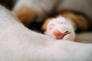 Extremely cute cat sleeping on the cat tree with pink fluffy hairy paw