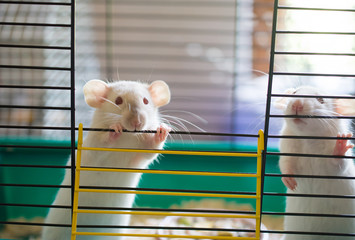 A couple of cute white laboratory rats looking out of a cage (selective focus on one of the rats...
