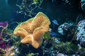 coral under water close up